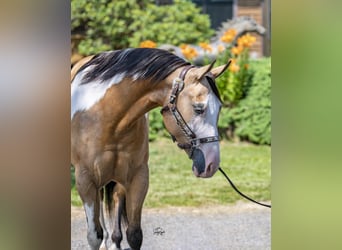 Pinto Horse, Giumenta, 6 Anni, 147 cm
