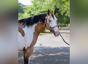 Pinto Horse, Giumenta, 6 Anni, 147 cm