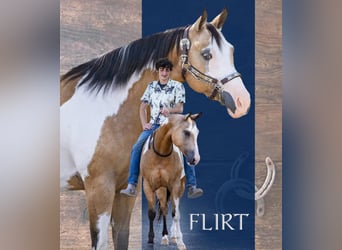 Pinto Horse, Giumenta, 6 Anni, 147 cm