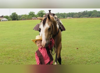 Pinto Horse, Giumenta, 6 Anni, 147 cm