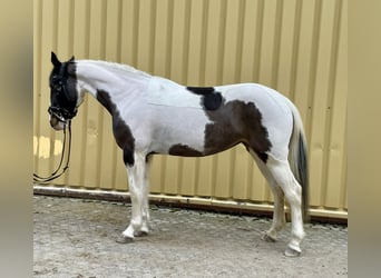 Pinto Horse, Giumenta, 6 Anni, 150 cm, Pezzato