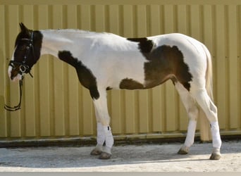 Pinto Horse, Giumenta, 6 Anni, 150 cm, Pezzato