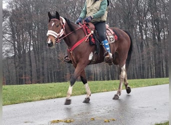 Pinto Horse, Giumenta, 6 Anni, 150 cm, Pezzato