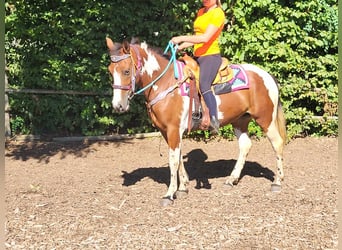 Pinto Horse, Giumenta, 6 Anni, 150 cm, Pezzato