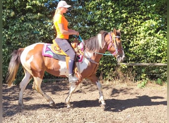 Pinto Horse, Giumenta, 6 Anni, 150 cm, Pezzato