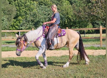 Pinto Horse, Giumenta, 6 Anni, 154 cm, Pezzato