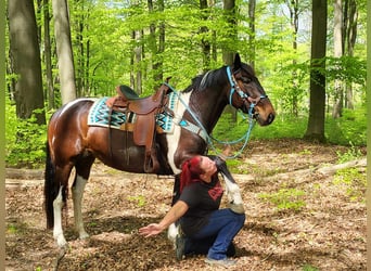 Pinto Horse, Giumenta, 6 Anni, 155 cm, Pezzato