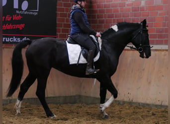 Pinto Horse, Giumenta, 6 Anni, 164 cm