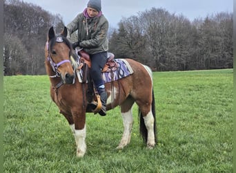 Pinto Horse Mix, Giumenta, 7 Anni, 142 cm, Pezzato