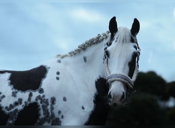 Pinto Horse Mix, Giumenta, 7 Anni, 148 cm, Pezzato