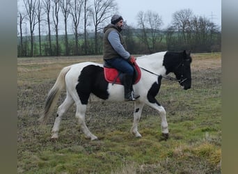 Pinto Horse Mix, Giumenta, 7 Anni, 150 cm, Pezzato