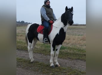 Pinto Horse Mix, Giumenta, 7 Anni, 152 cm