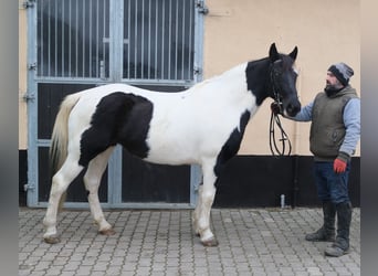 Pinto Horse Mix, Giumenta, 7 Anni, 152 cm