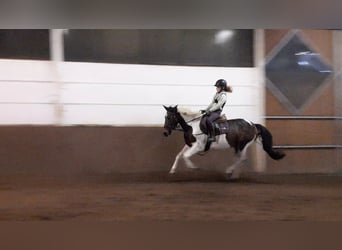 Pinto Horse, Giumenta, 7 Anni, 156 cm, Pezzato