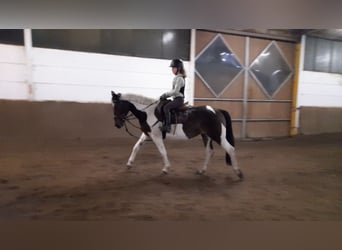 Pinto Horse, Giumenta, 7 Anni, 156 cm, Pezzato
