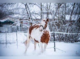 Pinto Horse Mix, Giumenta, 7 Anni, 157 cm, Pezzato