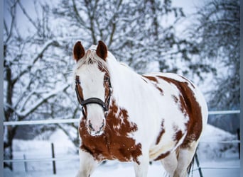 Pinto Horse Mix, Giumenta, 7 Anni, 157 cm, Pezzato