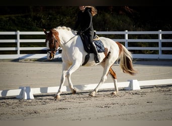 Pinto Horse, Giumenta, 7 Anni, 162 cm, Pezzato
