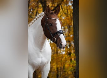 Pinto Horse, Giumenta, 7 Anni, 162 cm, Pezzato