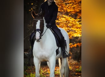 Pinto Horse, Giumenta, 7 Anni, 162 cm, Pezzato