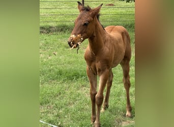 Pinto Horse, Giumenta, 7 Anni, Pezzato