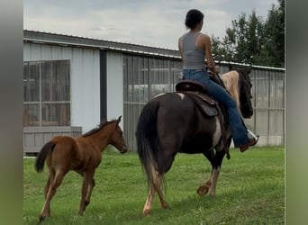Pinto Horse, Giumenta, 7 Anni, Pezzato