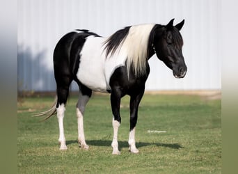 Pinto Horse, Giumenta, 8 Anni, 142 cm, Pezzato