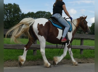 Pinto Horse, Giumenta, 8 Anni, 148 cm, Pezzato