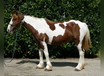 Pinto Horse, Giumenta, 8 Anni, 148 cm, Pezzato