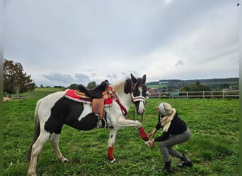 Pinto Horse, Giumenta, 8 Anni, Pezzato