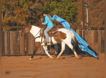 Pinto Horse, Giumenta, 9 Anni, 147 cm, Pelle di daino