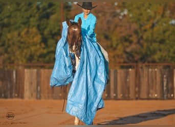 Pinto Horse, Giumenta, 9 Anni, 147 cm, Pelle di daino