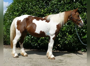 Pinto Horse, Giumenta, 9 Anni, 148 cm, Pezzato