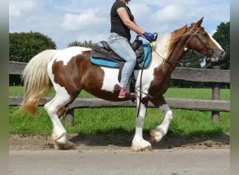 Pinto Horse, Giumenta, 9 Anni, 148 cm, Pezzato