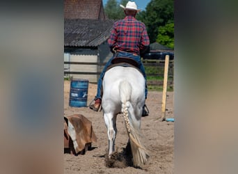 Pinto Horse Mix, Giumenta, 9 Anni, 165 cm, Pezzato