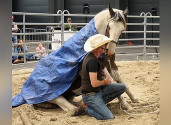 Pinto Horse Mix, Giumenta, 9 Anni, 165 cm, Pezzato