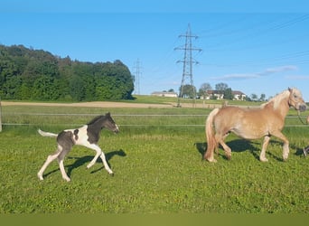 Pinto Horse Mix, Giumenta, Puledri
 (05/2024), 155 cm, Pezzato