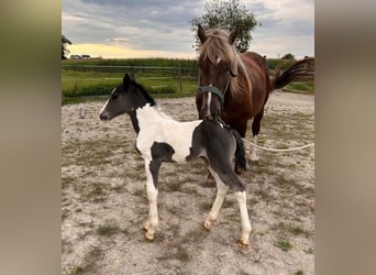 Pinto Horse Mix, Giumenta, Puledri (08/2024), 160 cm, Pezzato