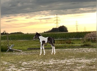 Pinto Horse Mix, Giumenta, Puledri (08/2024), 160 cm, Pezzato