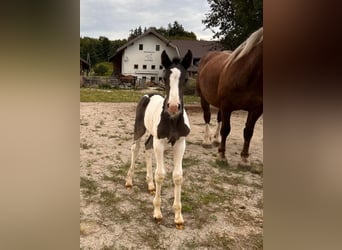 Pinto Horse Mix, Giumenta, Puledri
 (08/2024), 160 cm, Pezzato