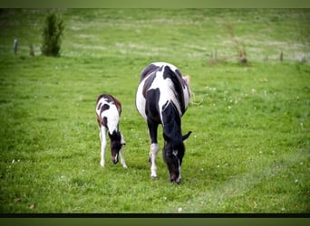 Pinto Horse Mix, Giumenta, Puledri (05/2024), 160 cm, Pezzato