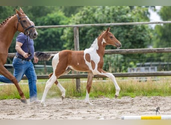 Pinto Horse, Giumenta, Puledri (06/2026), Pezzato