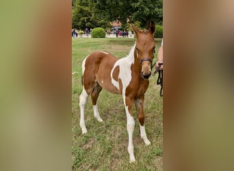 Pinto Horse, Giumenta, Puledri (06/2026), Pezzato