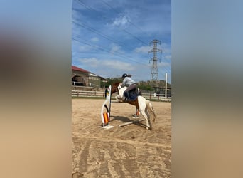 Pinto Horse Mix, Stallone, 13 Anni, 137 cm, Pezzato