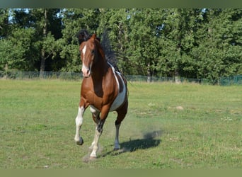 Pinto Horse, Stallone, 15 Anni, 153 cm, Tobiano-tutti i colori