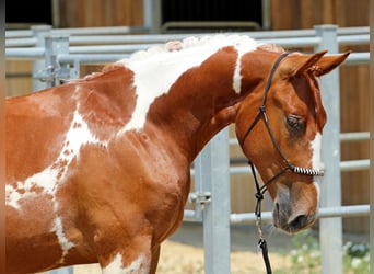 Pinto Horse Mix, Stallone, 1 Anno, 140 cm, Pezzato
