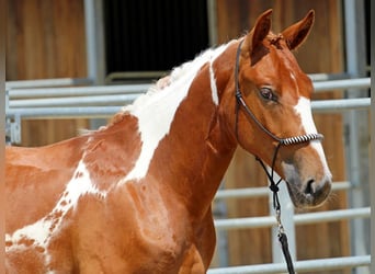 Pinto Horse Mix, Stallone, 1 Anno, 140 cm, Pezzato