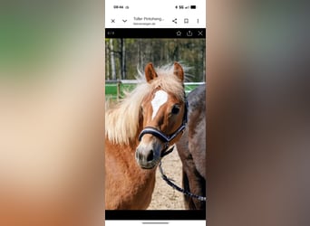 Pinto Horse, Stallone, 1 Anno, 140 cm, Sauro