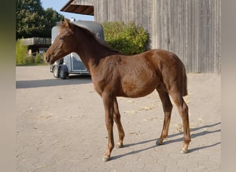 Pinto Horse, Stallone, 1 Anno, 147 cm, Sauro