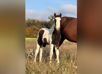 Pinto Horse Mix, Stallone, 1 Anno, 148 cm, Pezzato